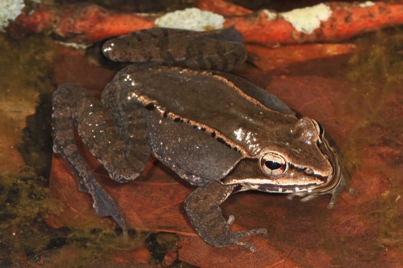 Amphibian