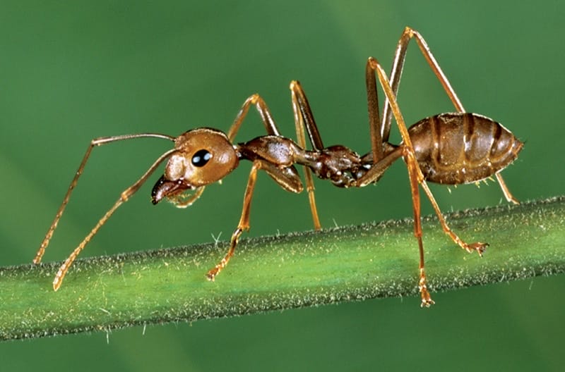 Ant