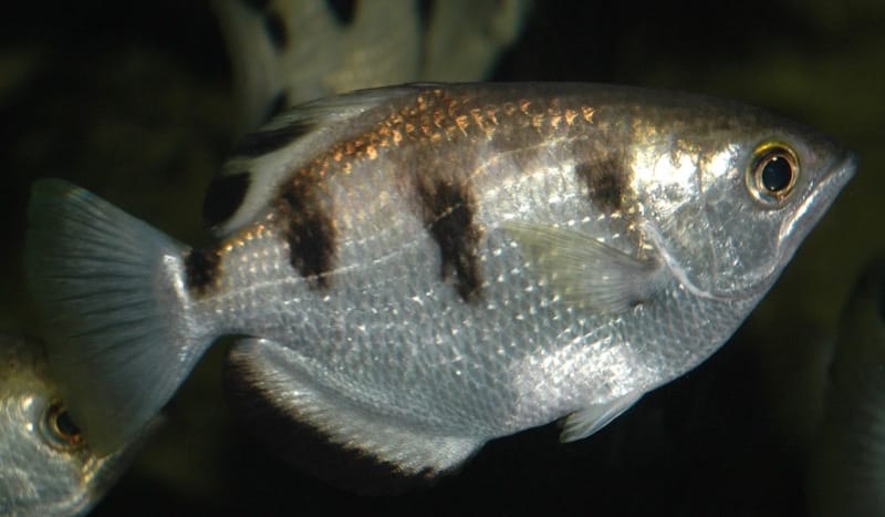 Archerfish
