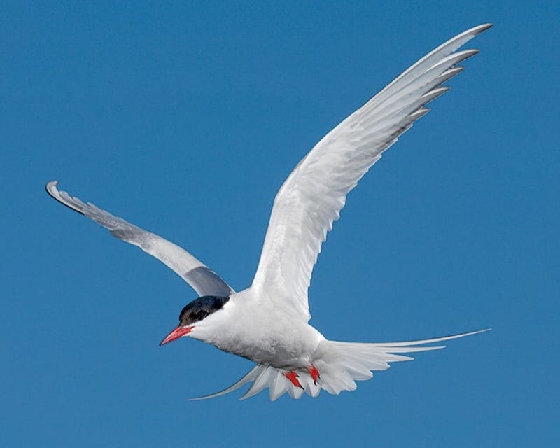 Arctic Tern
