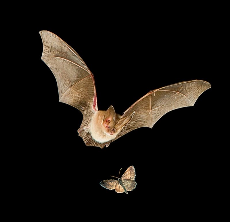 Bat
