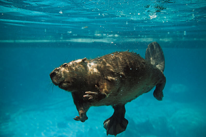 Beaver
