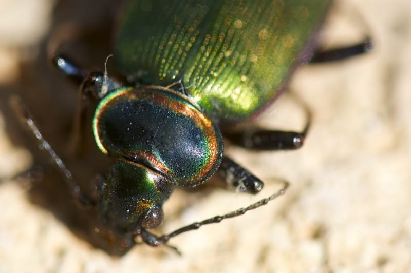 Beetle