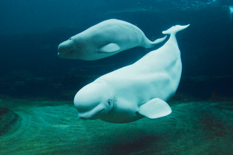 Beluga Whale