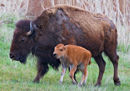 Bison