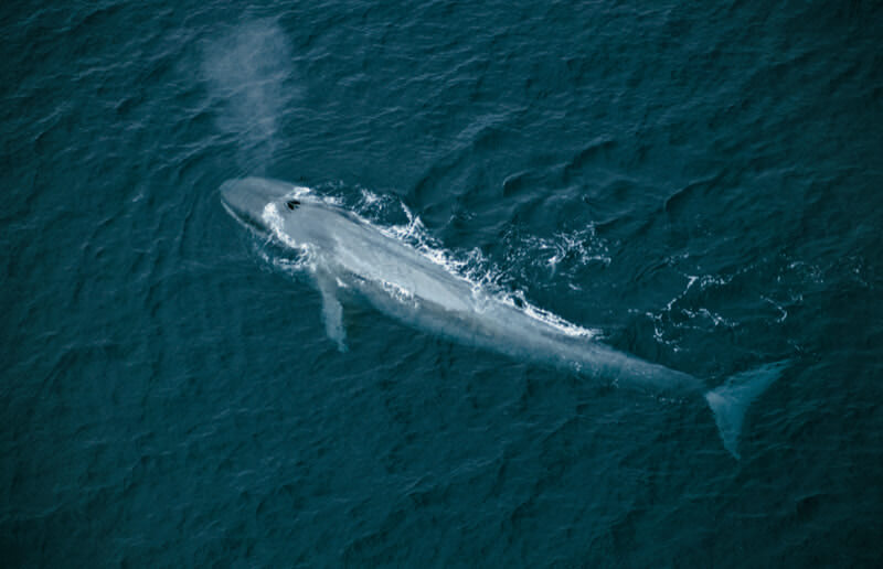 Blue Whale