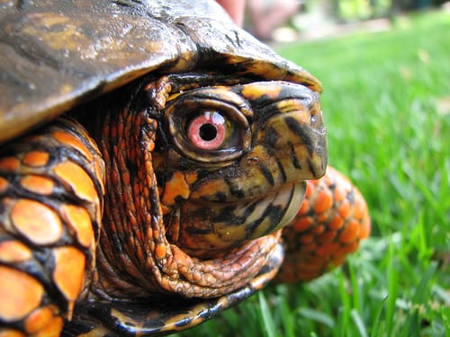 Box Turtle