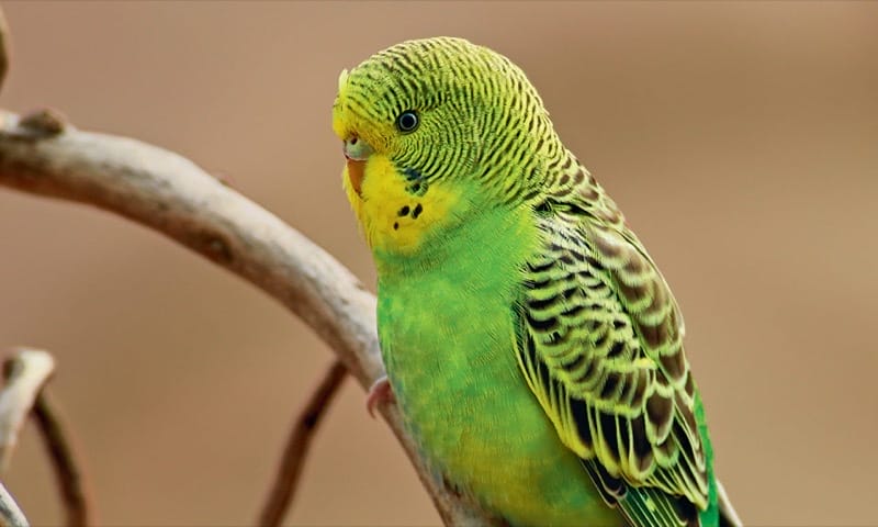 Budgie