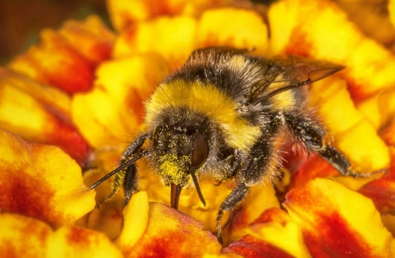 Bumblebee