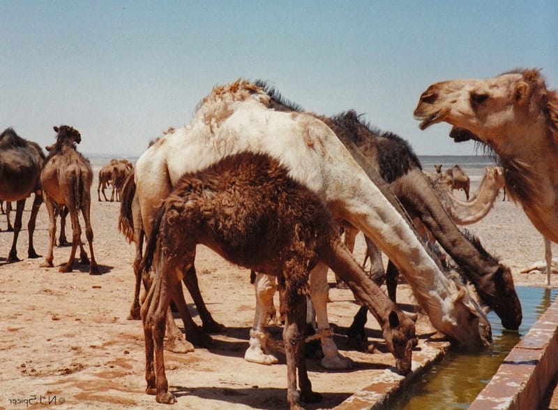 Camel