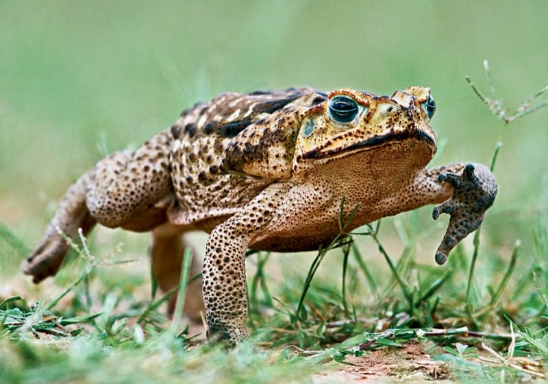 Cane Toad