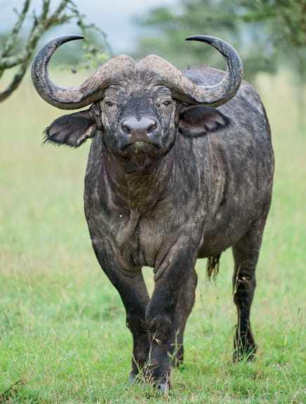 Cape Buffalo