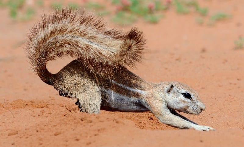 Cape Ground Squirrel