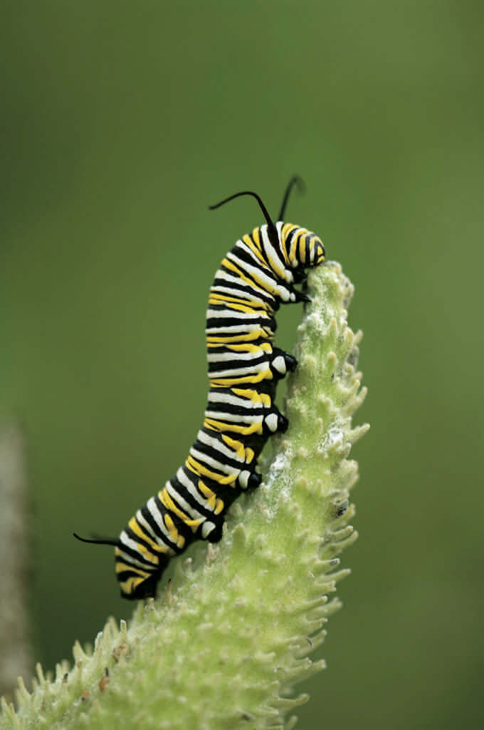 Caterpillar