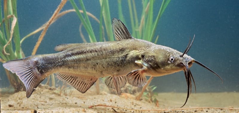 Catfish