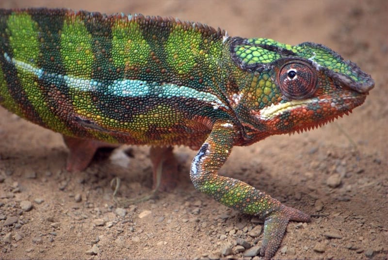 Chameleons