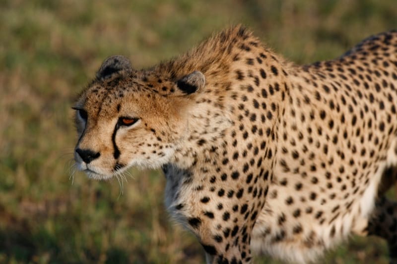 Cheetah
