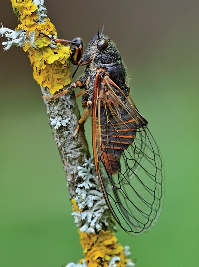 Cicada
