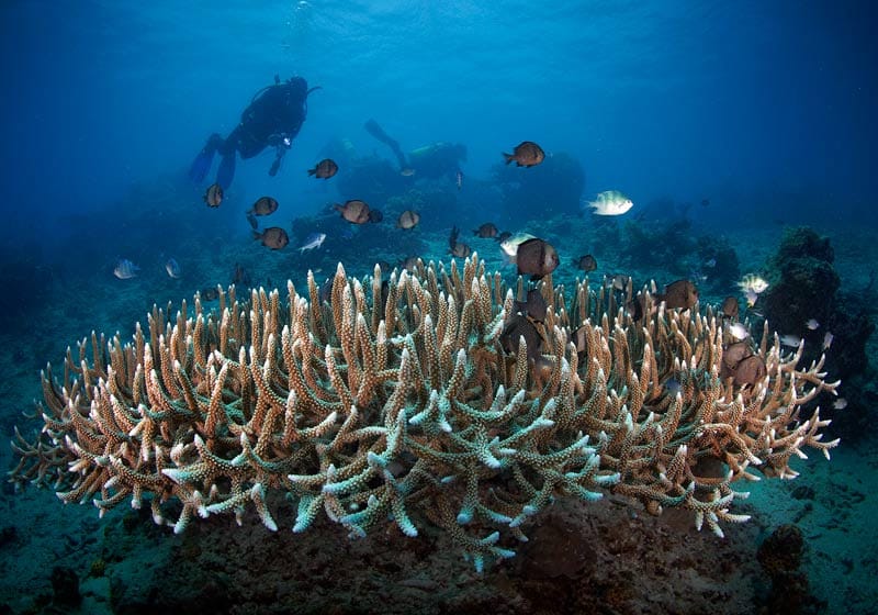 Coral
