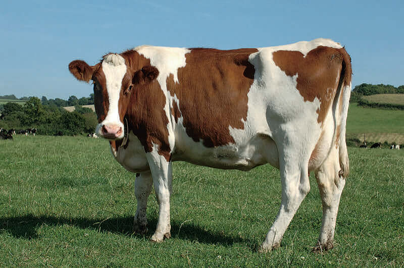 Cow