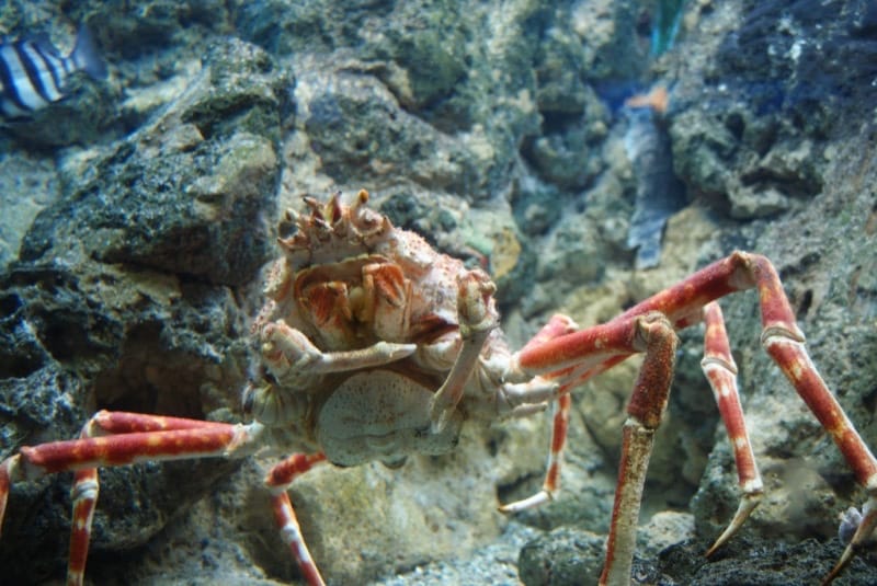 Crabs