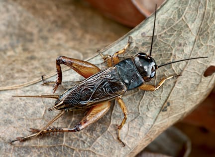 Cricket