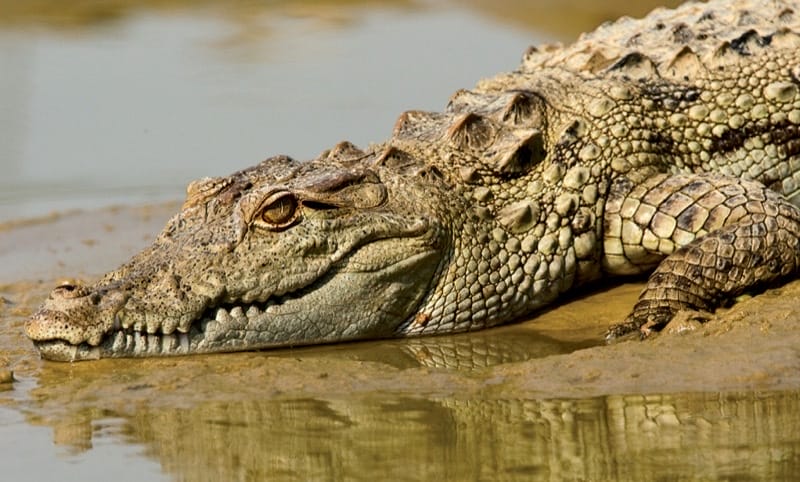 Crocodile