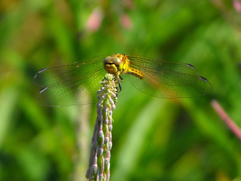 Dragonfly