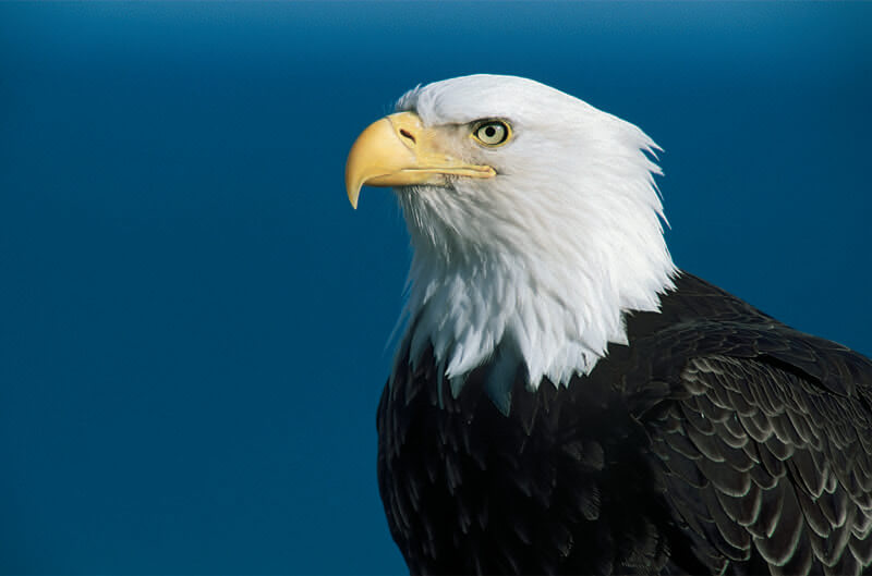 Eagle