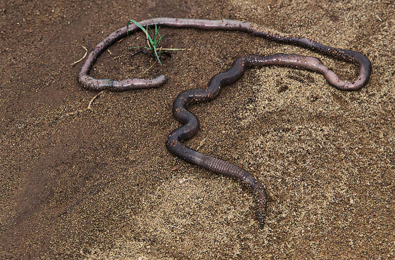 Earthworm