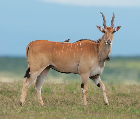 Eland