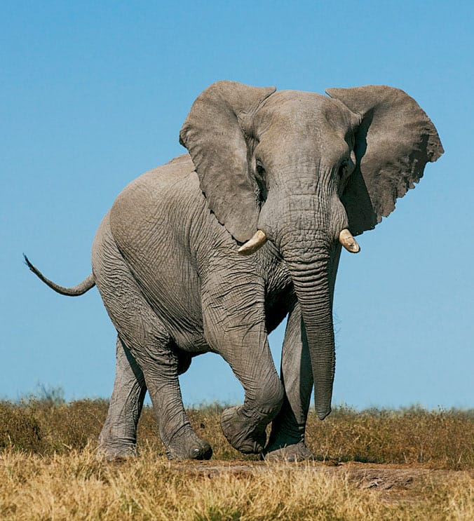 Elephant
