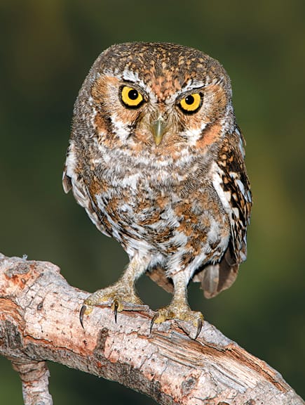 Elf Owl