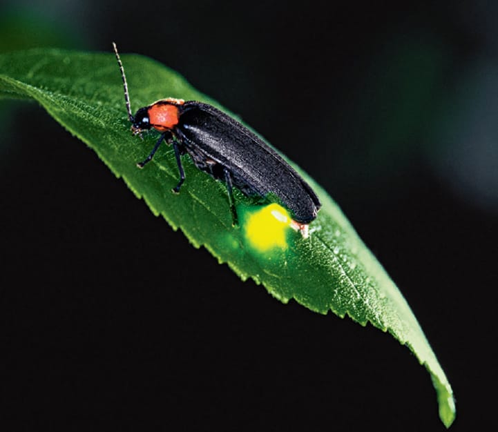 Firefly