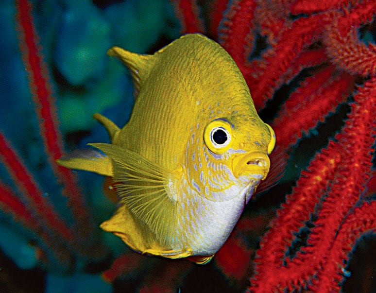 Fish
