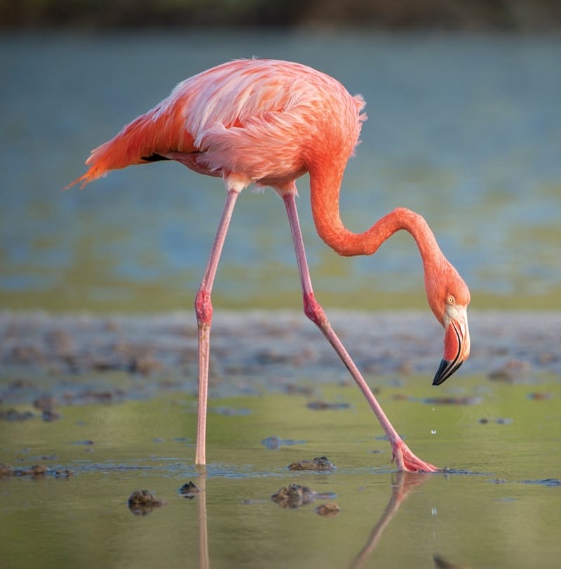 Flamingo