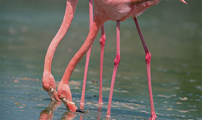 Flamingos
