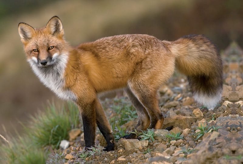 Fox