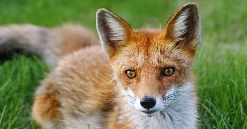Foxes