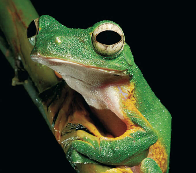 Frog