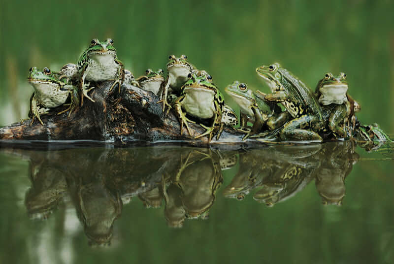 Frogs