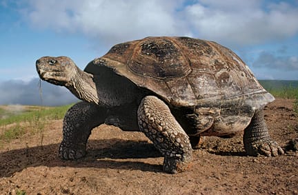 Galápagos tortoise