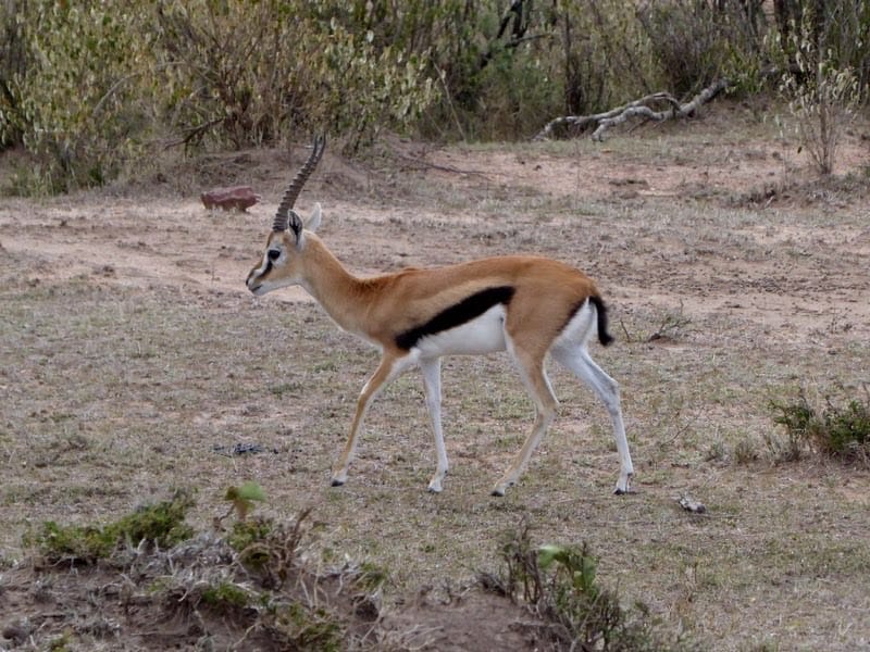 Gazelle