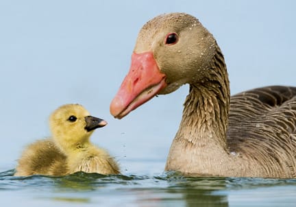 Geese