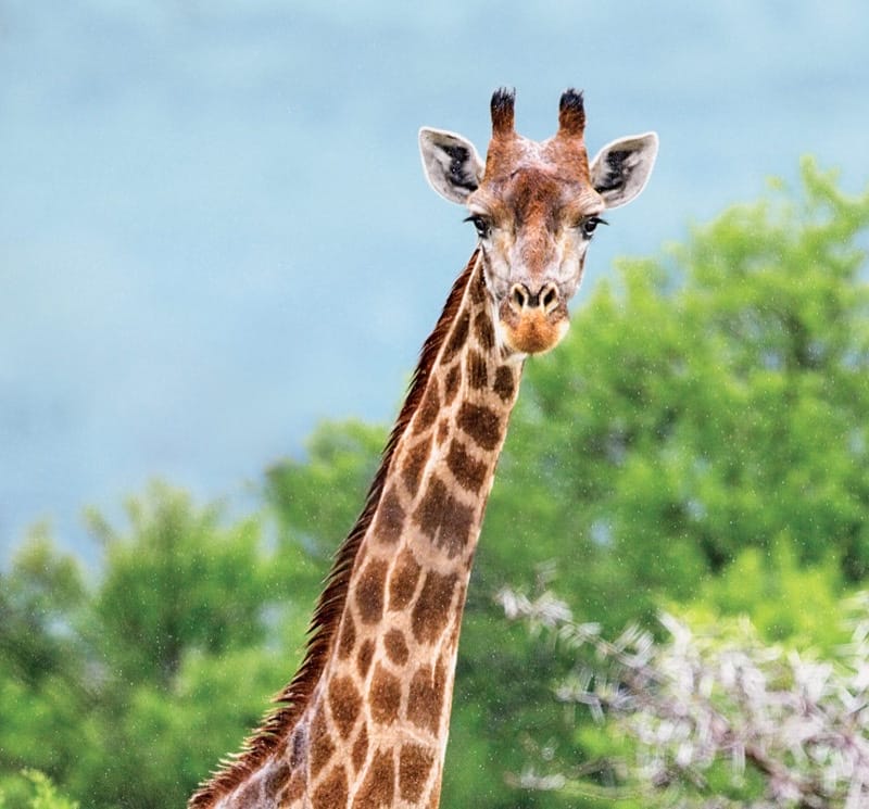 Giraffe