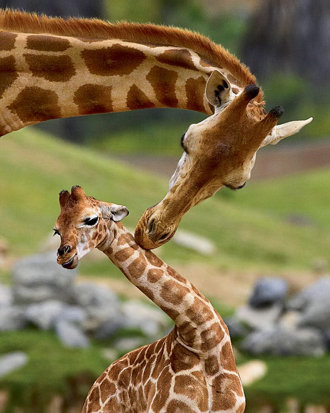 Giraffes