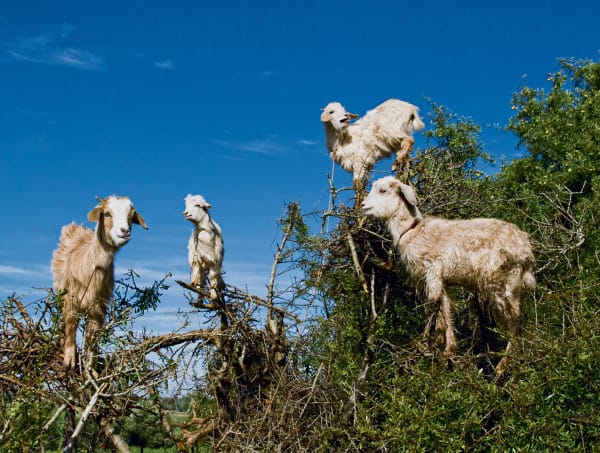 Goats