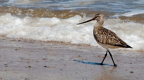 Godwit