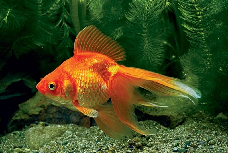 Goldfish