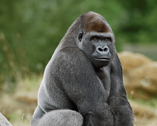 Gorilla